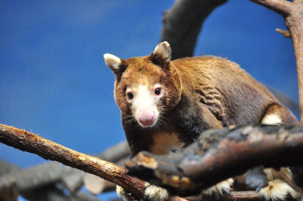 Matschie's tree kangaroo (commons.m.wikimedia.org/Joe Mabel)