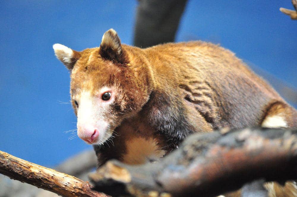Matschie's tree kangaroo (commons.m.wikimedia.org/Joe Mabel)