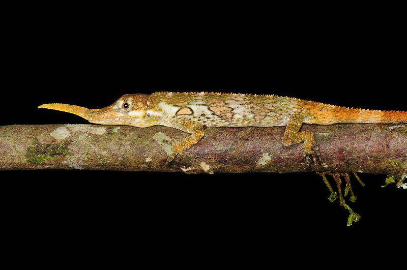 proboscis anole di dahan pohon (commons.wikimedia.org/Tom Kennedy)