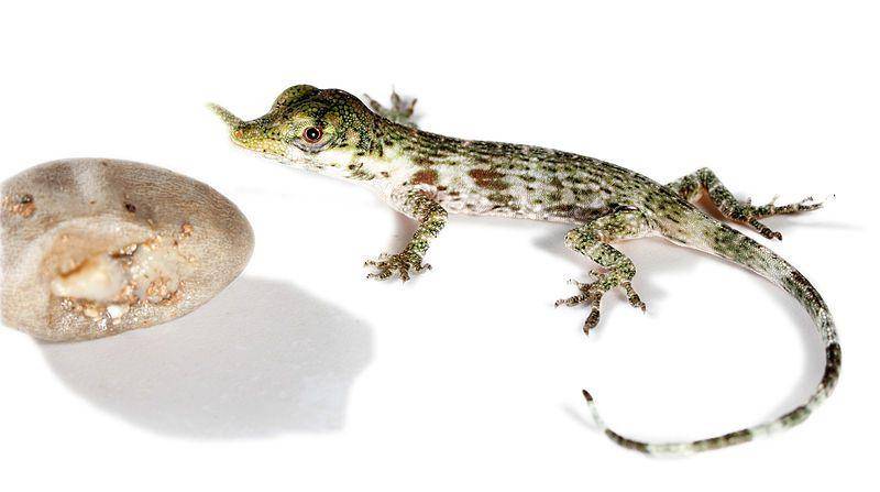 anak proboscis anole yang baru menetas (commons.wikimedia.org/Santiago Ron)