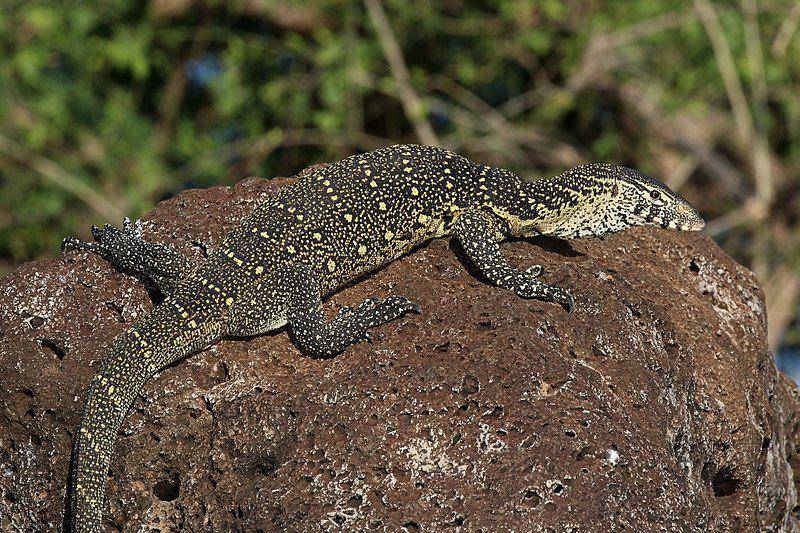 Biawak sungai nil (commons.wikimedia.org/Charles J. Sharp)