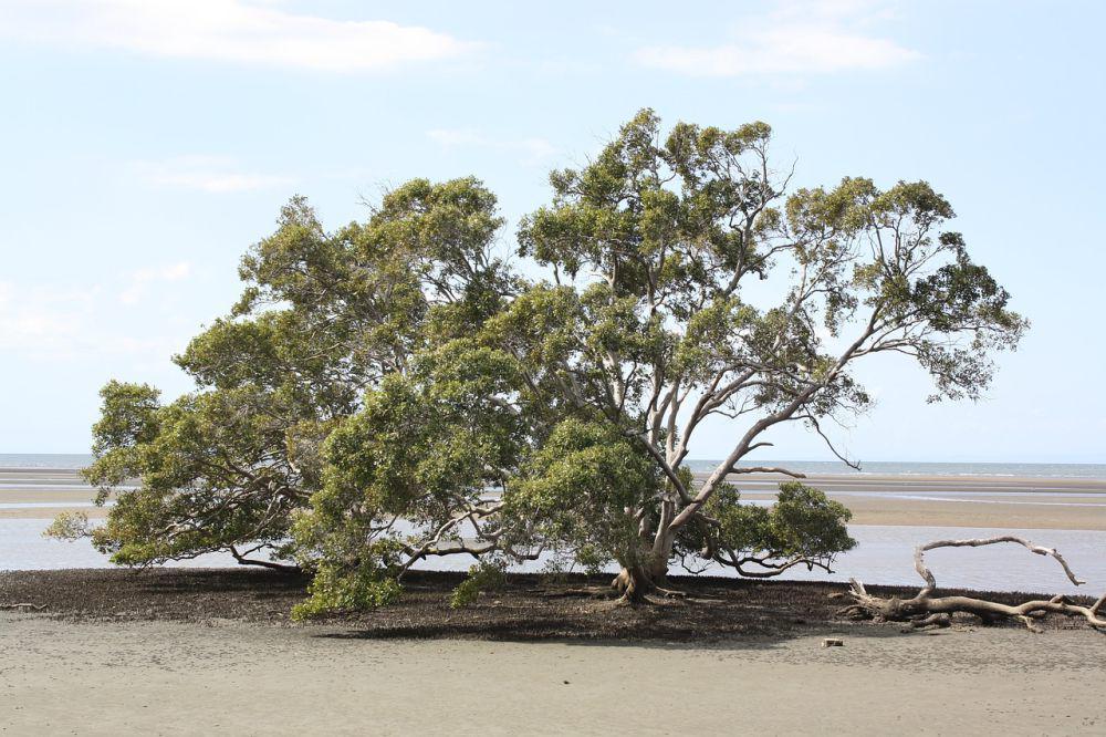 SRC dan Komunitas Kolaborasi Tanam 1.111 Bibit Mangrove
