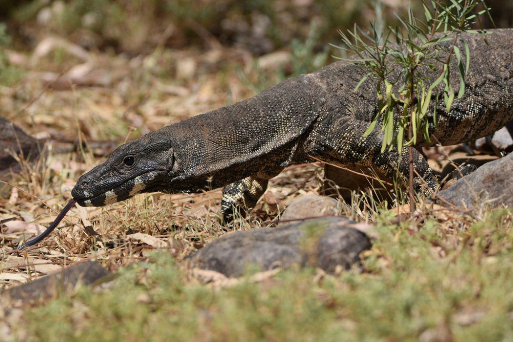 6 Fakta Menarik Biawak Renda, Warna Tubuhnya Memudar saat Dewasa