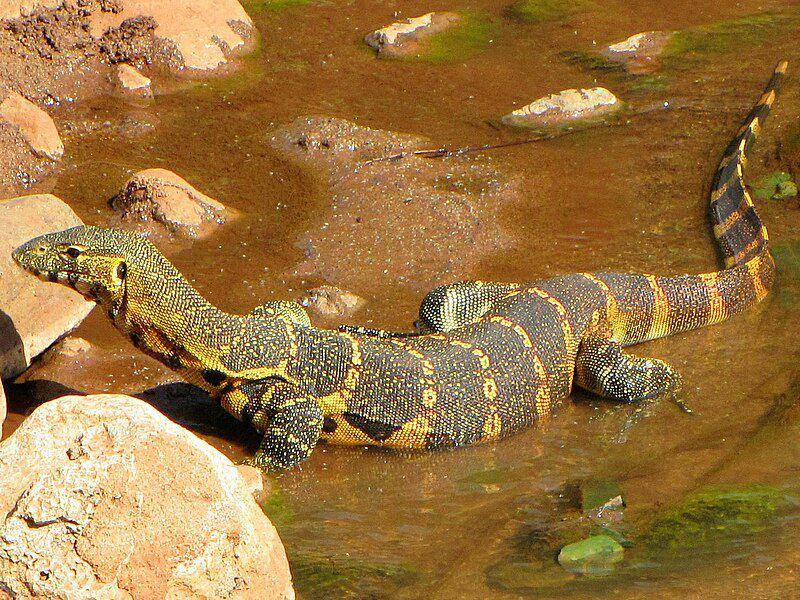 Biawak sungai nil (commons.wikimedia.org/D. Gordon E. Robertson)