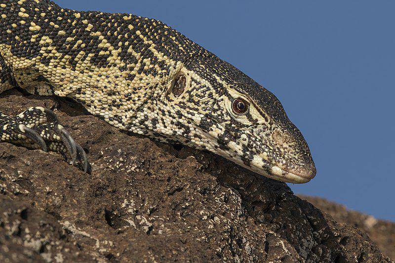 Biawak sungai nil (commons.wikimedia.org/Charles J. Sharp)