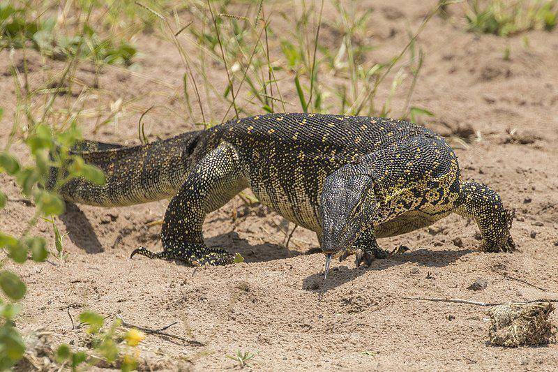 Biawak sungai nil (commons.wikimedia.org/Charles J. Sharp)