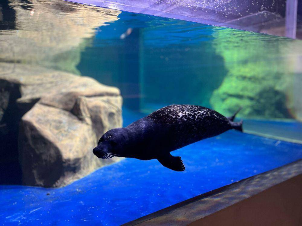 Jakarta Aquarium Safari (jakartaaquariumsafari.com)