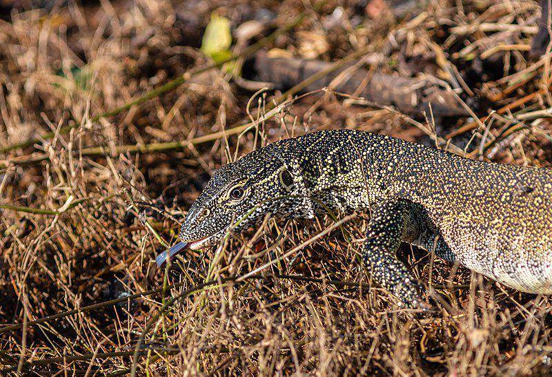 Biawak sungai nil (commons.wikimedia.org/Diego Delso)