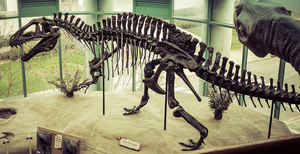 Rekonstruksi kerangka Acrocanthosaurus  (commons.wikimedia.org/Sergey Galyonkin)