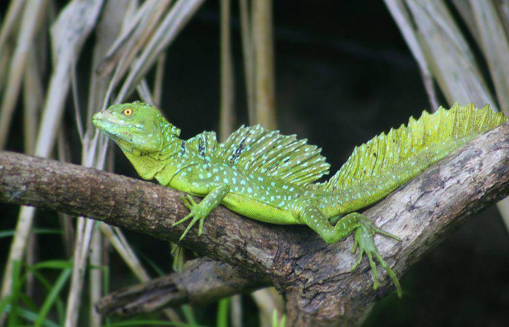 ilustrasi kadal basilisk (flickr.com/nealoneal)