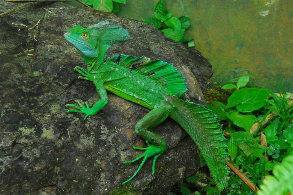 ilustrasi kadal basilisk (flickr.com/Michael Graupe)