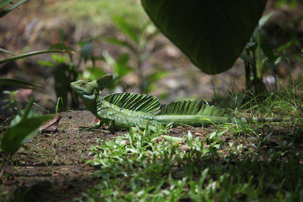 ilustrasi kadal basilisk (flickr.com/nartreb)