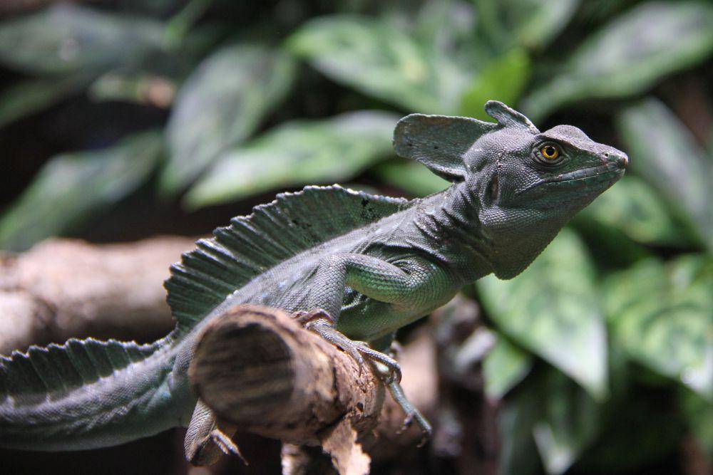 ilustrasi kadal basilisk (flickr.com/pilot_micha)