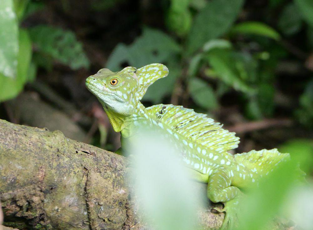 5 Kemampuan Tersembunyi Kadal Basilisk, Dapat Berjalan di Atas Air!