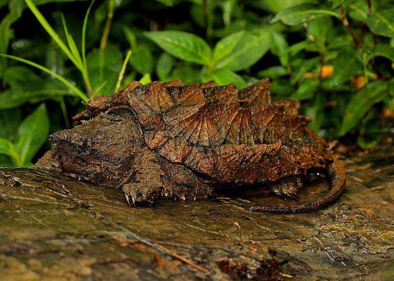 Kura-kura aligator (commons.wikimedia.org/Peter Paplanus)