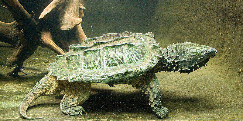 Kura-kura aligator (commons.wikimedia.org/Tina Li)