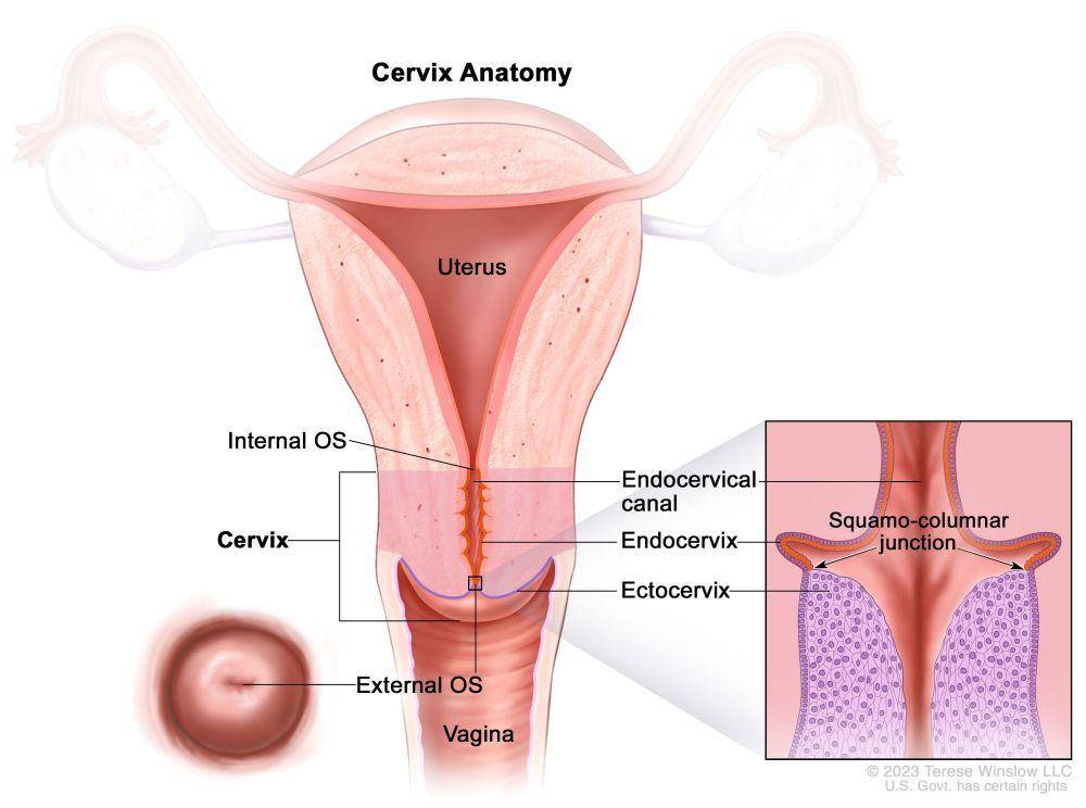 ilustrasi anatomi serviks atau leher rahim (cancer.gov)