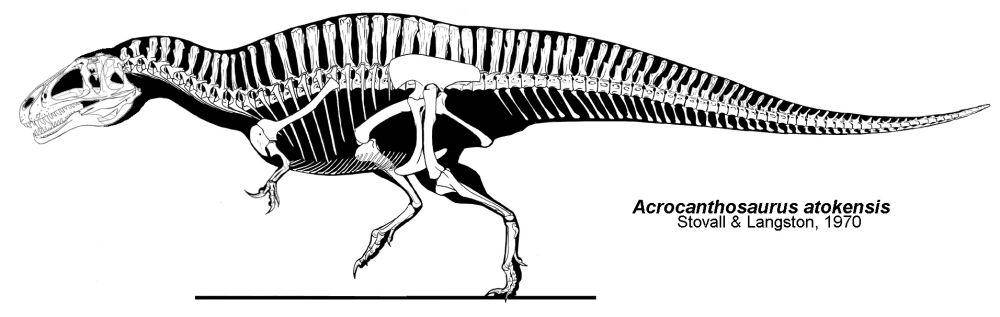 Ilustrasi kerangka Acrocanthosaurus  (commons.wikimedia.org/Jaime A. Headden)