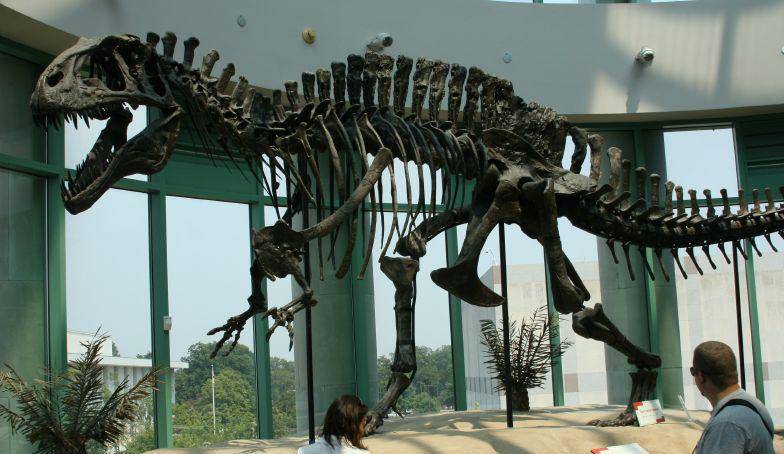 Rekonstruksi kerangka Acrocanthosaurus  (commons.wikimedia.org/Famille Wielosz-Caron)