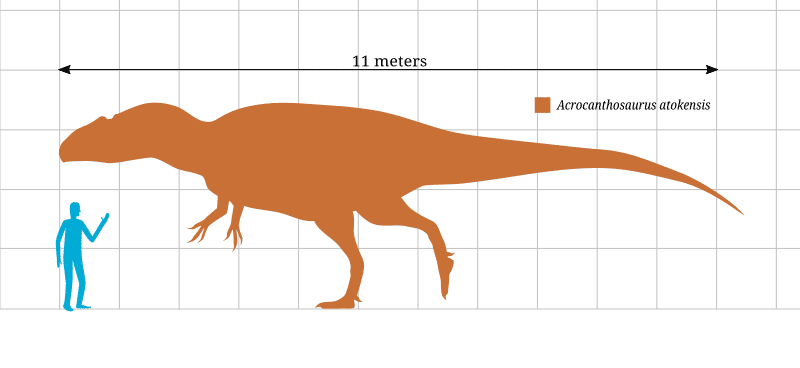 Perbandingan ukuran Acrocanthosaurus dengan manusia (en.m.wikipedia.org/Slate Weasel)