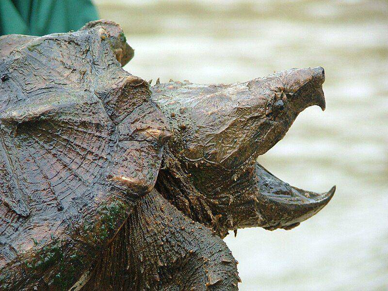 Kura-kura aligator (commons.wikimedia.org/U.S. Fish and Wildlife Service Southeast Region)