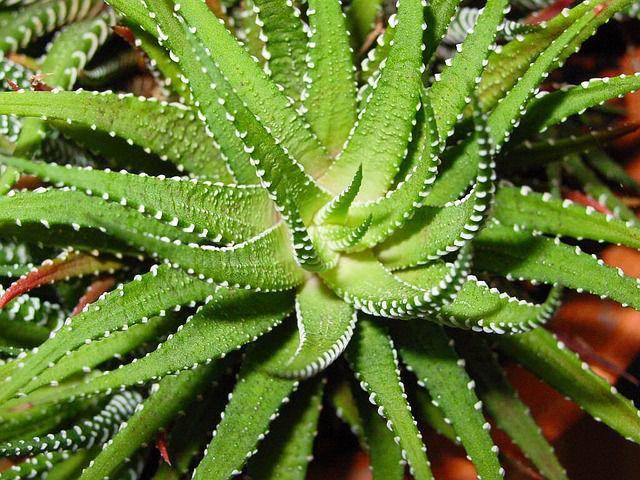 ilustrasi tanaman aloe vera (pixabay.com/Pixeleye)