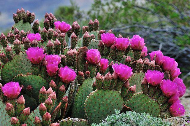 ilustrasi tanaman kaktus (pixabay.com/DaveInTucson)