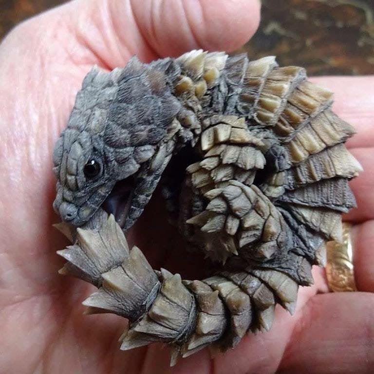 5 Fakta Menarik Kadal Armadillo, Kadal Unik seperti Naga dalam Film