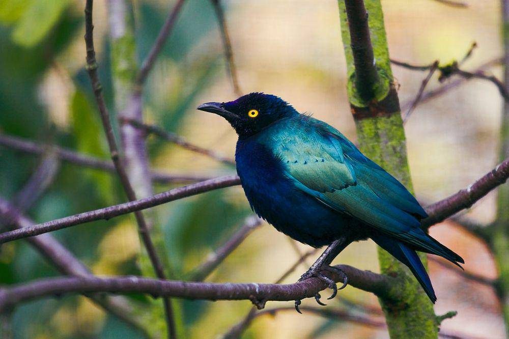Jalak ungu, burung cantik savana afrika (commons.wikimedia.org/Klaus Post)