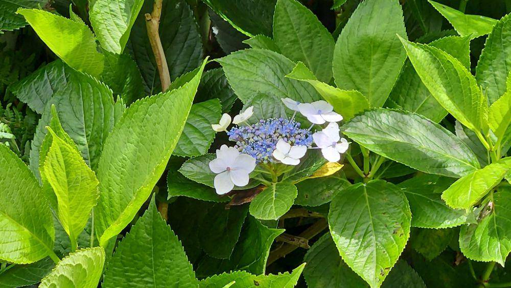ilustrasi Hydrangea macrophylla (inaturalist.org/mnfuturist)