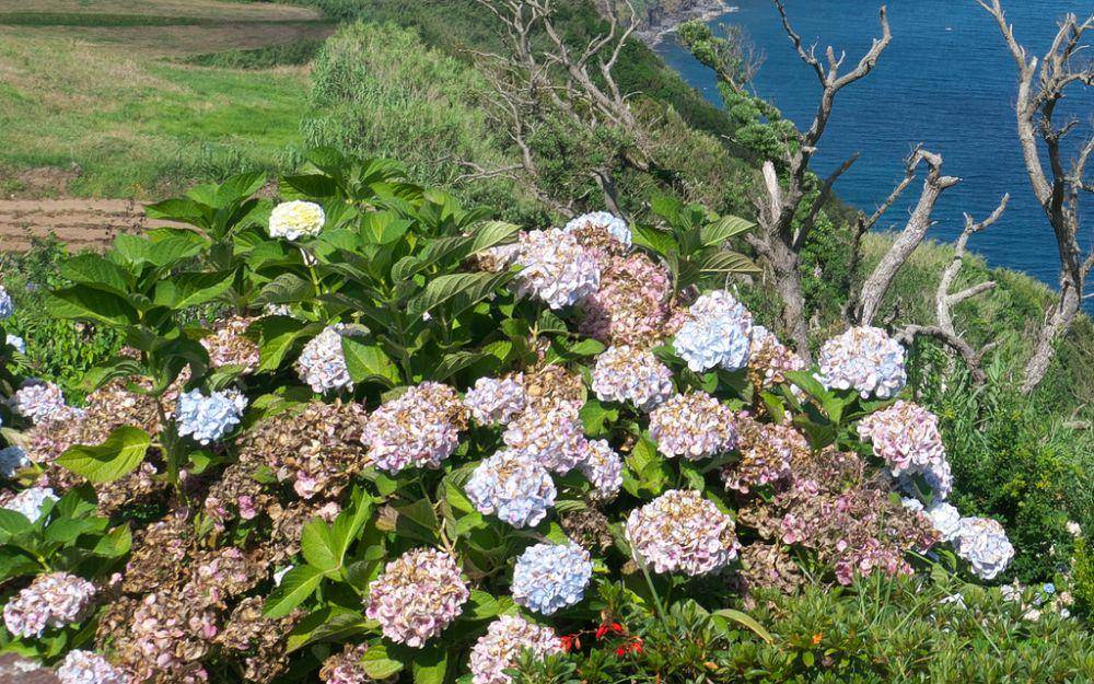ilustrasi Hydrangea macrophylla (inaturalist.org/paultavares)