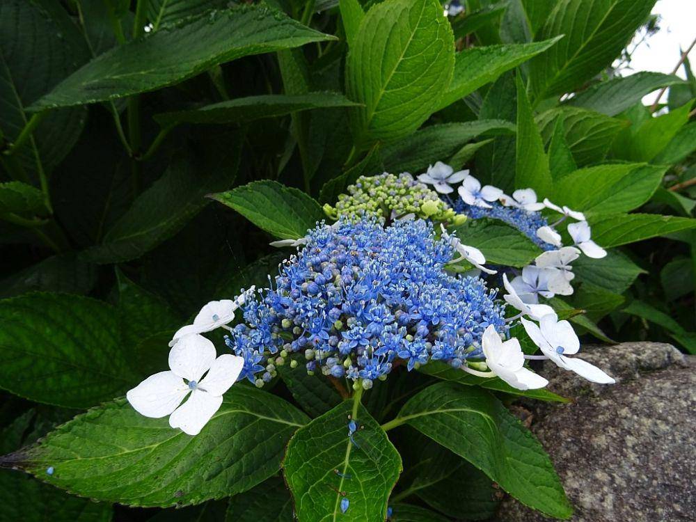 ilustrasi Hydrangea macrophylla (inaturalist.org/mtfoliveira)