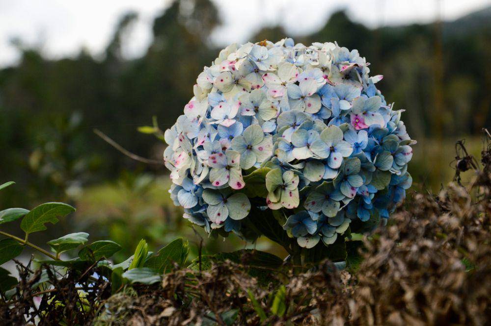 ilustrasi Hydrangea macrophylla (inaturalist.org/bruno490)