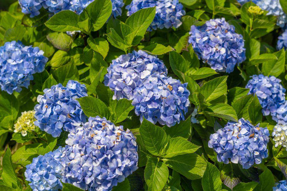 ilustrasi Hydrangea macrophylla (inaturalist.org/scientik)