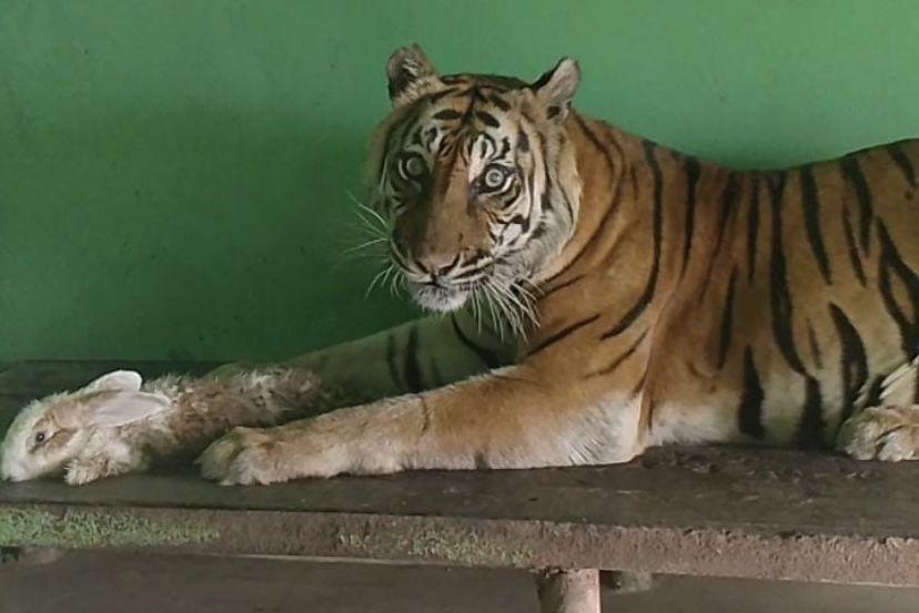 Harimau Sumatra di Medan Zoo Mati Lagi, Diduga karena Sakit