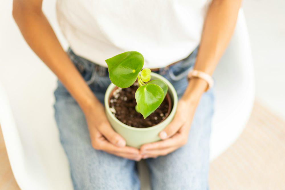 5 Tips Merawat Peperomia, Perhatikan Frekuensi Penyiraman