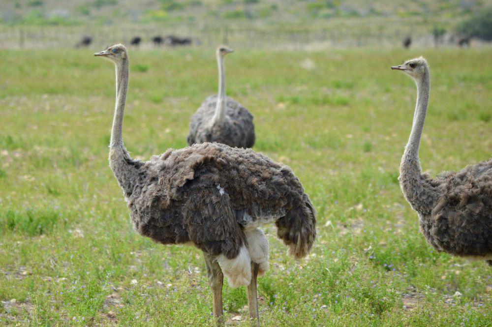 burung unta