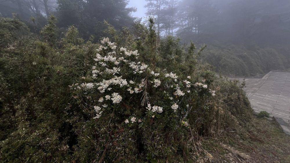 ilustrasi Pieris japonica (inaturalist.org/chen-po-yen)
