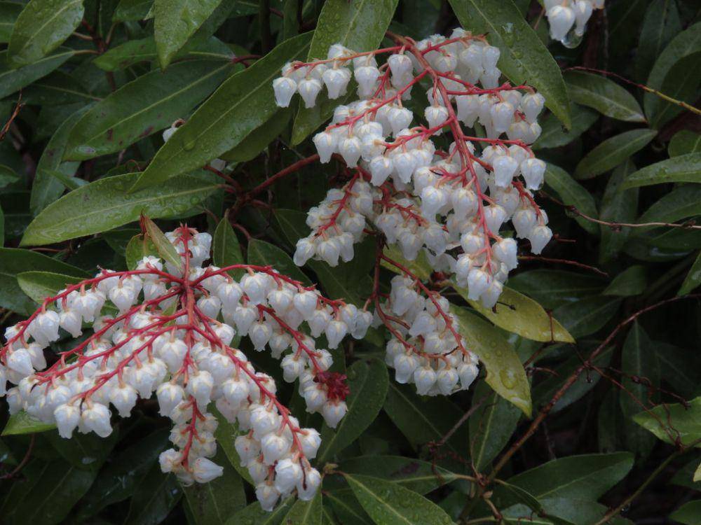 ilustrasi Pieris japonica (inaturalist.org/rdebenham)