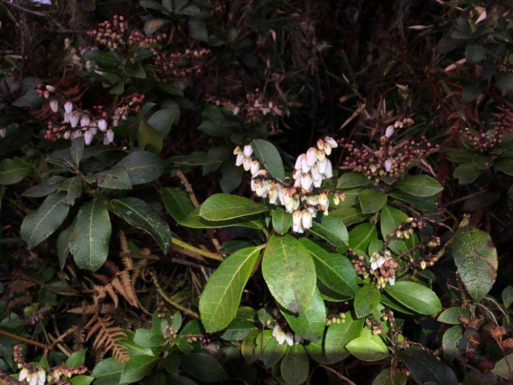 ilustrasi Pieris japonica (inaturalist.org/mutolisp)