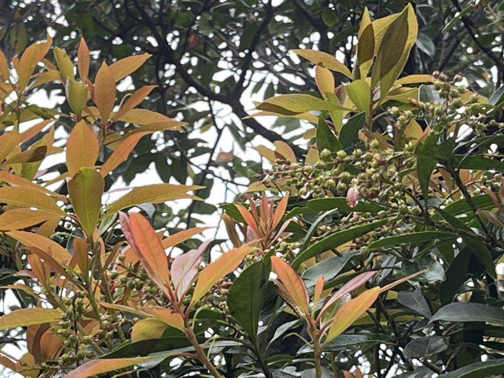 ilustrasi Pieris japonica (inaturalist.org/wollihuang)