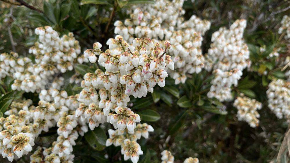ilustrasi Pieris japonica (inaturalist.org/chen-po-yen)