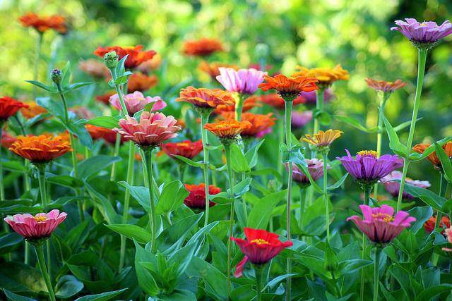 ilustrasi tanaman zinnia (pixabay.com/_Alicja_)