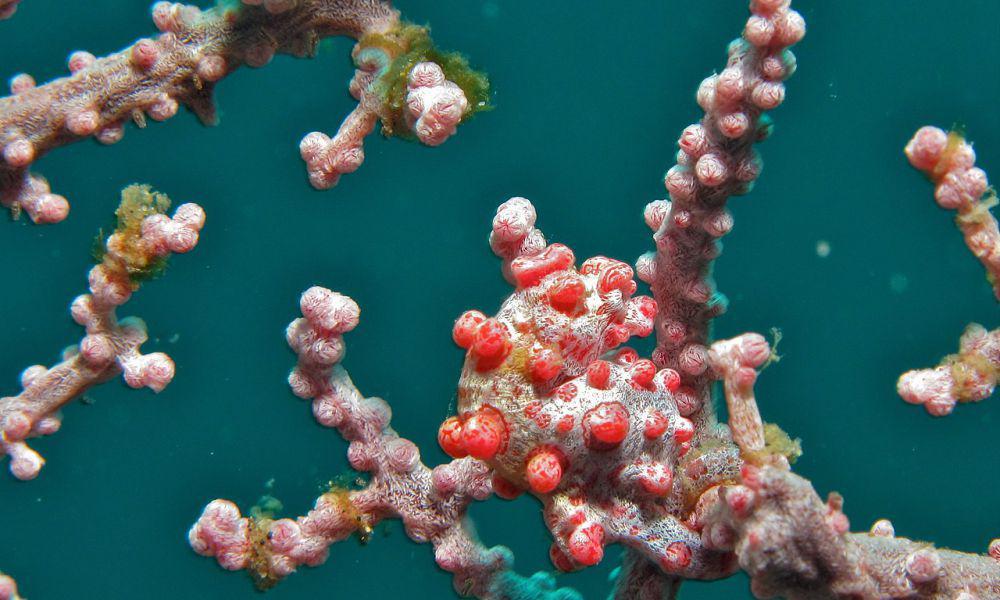 5 Fakta Kuda Laut Kerdil, Anak Telur Menetas di Tubuh Jantan
