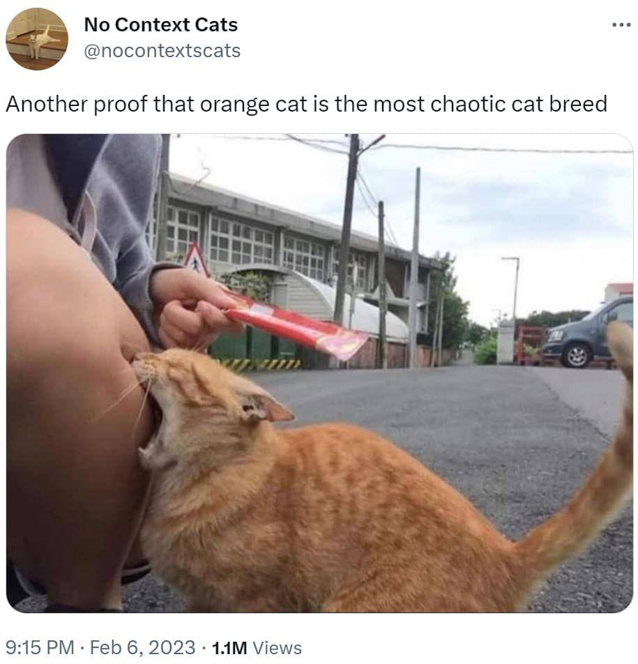 meme tingkah random kucing oren (reddit.com/user/LilyMaciie)