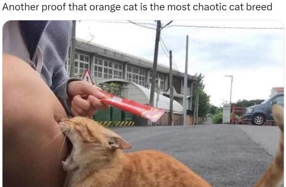 8 Meme Tingkah Random Kucing Oren, Tiba-Tiba Suka Gigit!