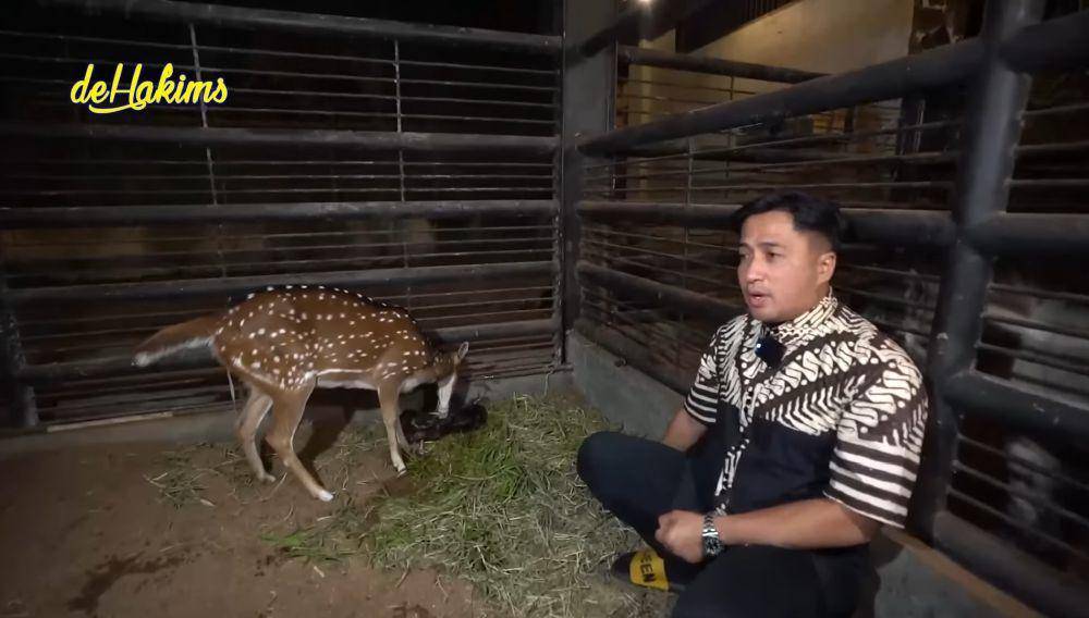 Irfan Hakim saksikan rusa peliharaannya lahiran (youtube.com/deHakims channel)