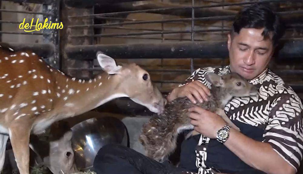 Irfan Hakim saksikan rusa peliharaannya lahiran (youtube.com/deHakims channel)