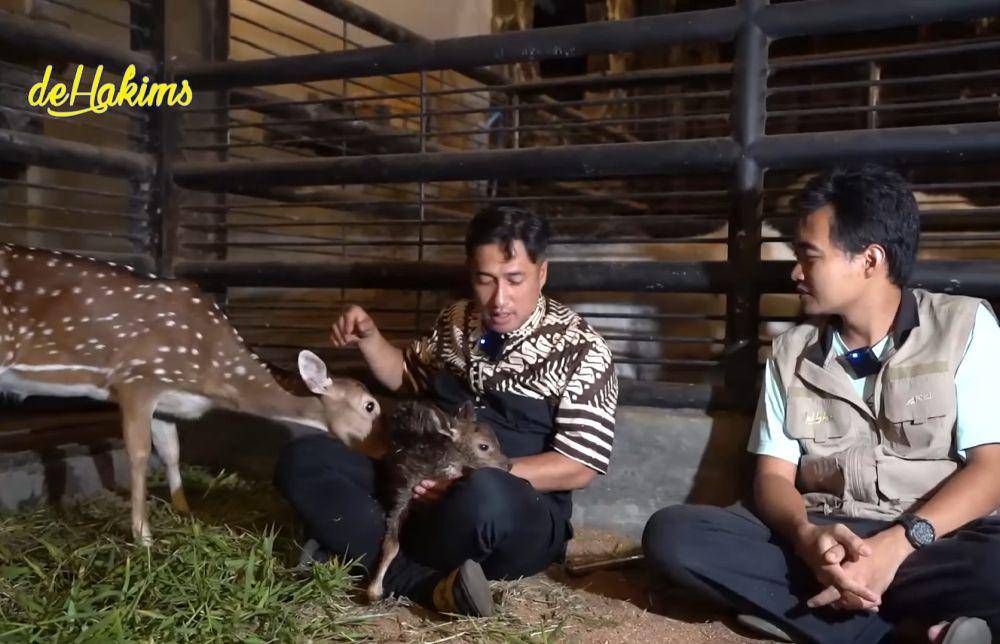 Irfan Hakim saksikan rusa peliharaannya lahiran (youtube.com/deHakims channel)