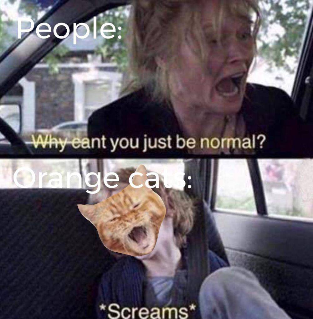 meme tingkah random kucing oren (reddit.com/user/Fincann)
